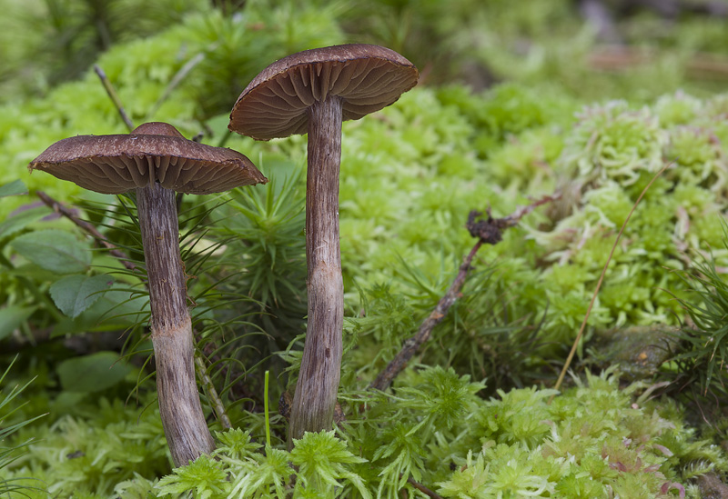 Cortinarius brunneus